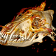 A CT scan of the wolf skull.